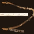 Sivun Acontias aurantiacus (Peters 1854) kuva