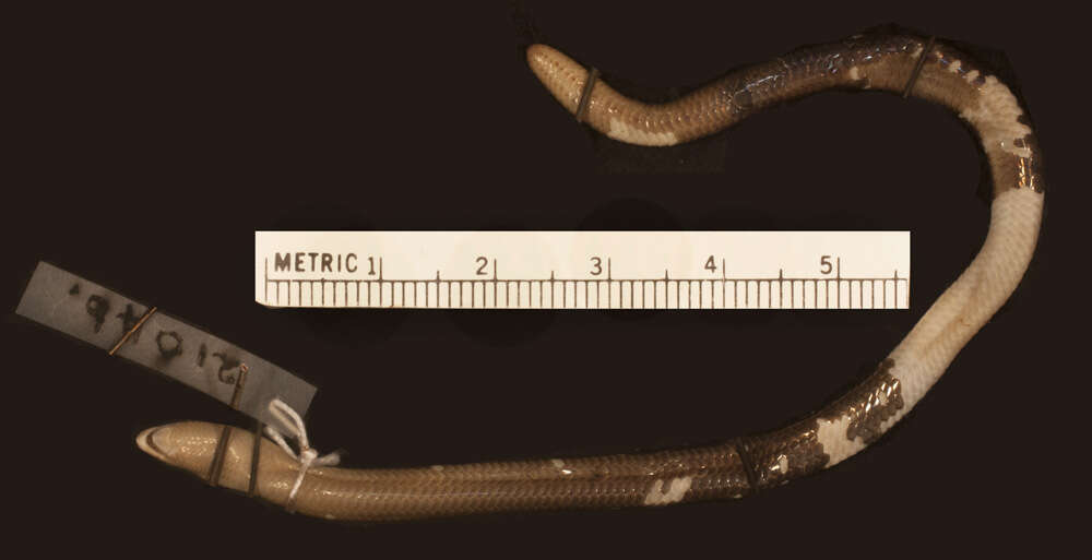 Image of Acontias aurantiacus (Peters 1854)