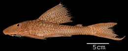 Image of Hypostomus scabriceps (Eigenmann & Eigenmann 1888)