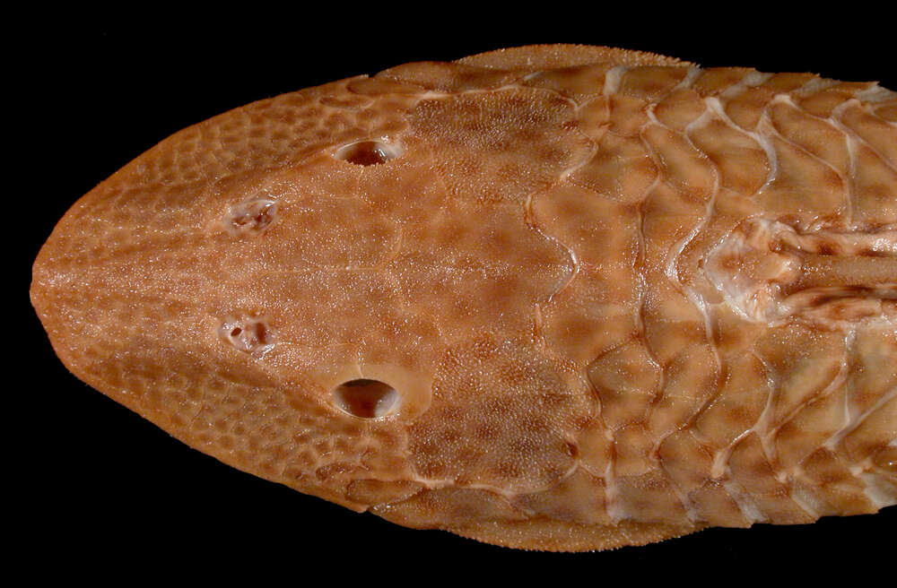 Image of Hypostomus scabriceps (Eigenmann & Eigenmann 1888)