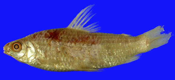 Image of Characin