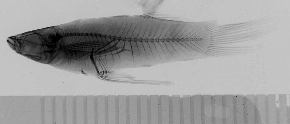 Image of Mosquito fish