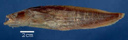 Image of Acheloos catfish