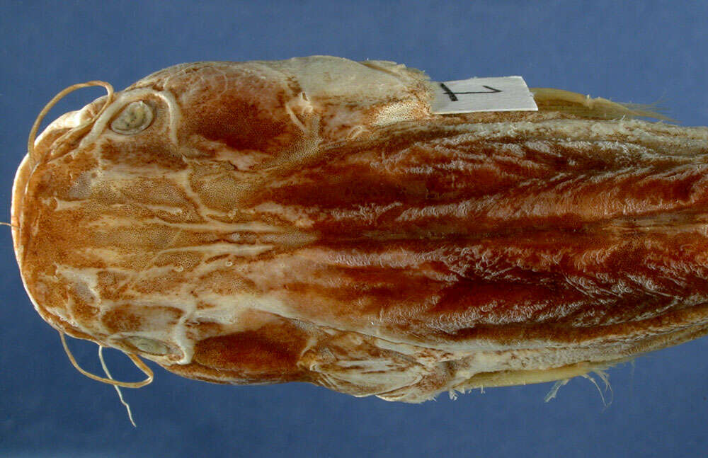 Image of Acheloos catfish