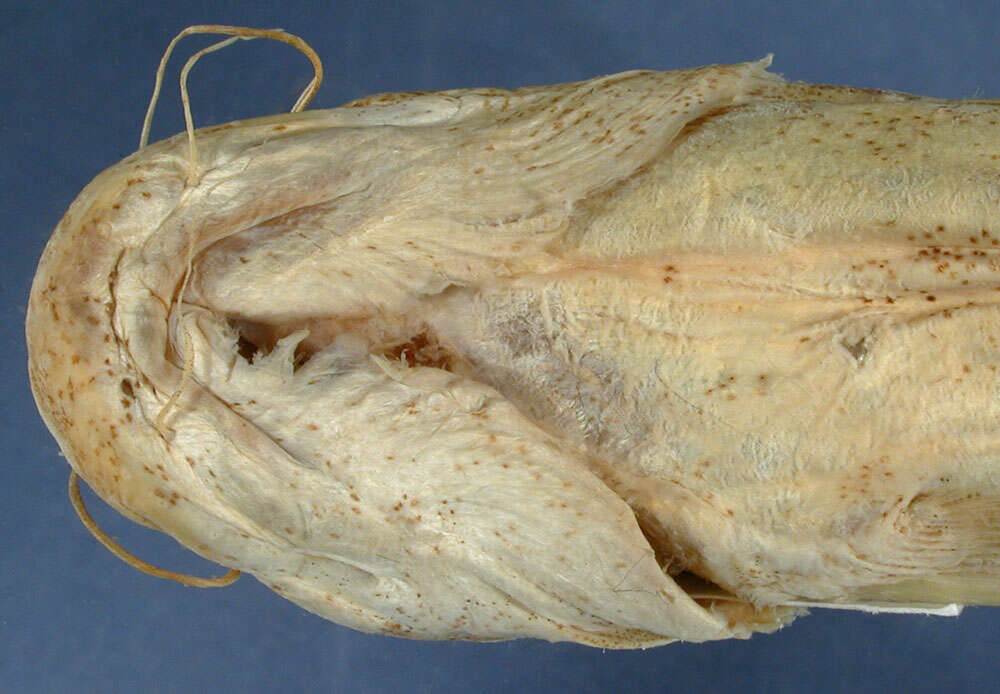 Image of Acheloos catfish