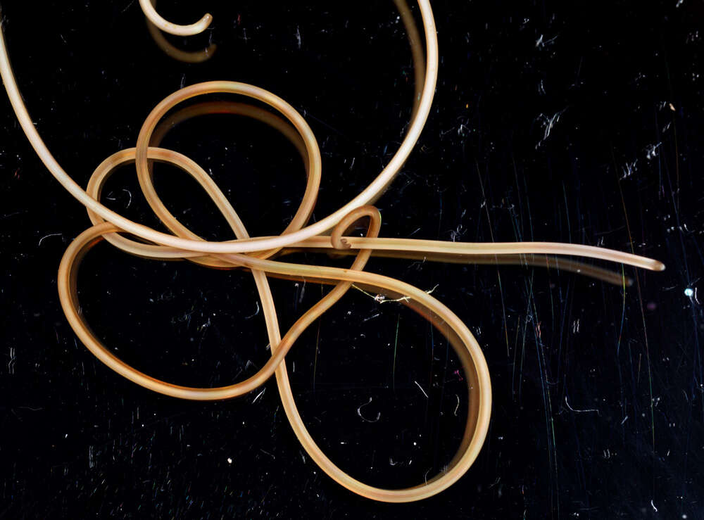 Image of horsehair worms