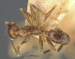 Image of Pheidole pubiventris Mayr 1887