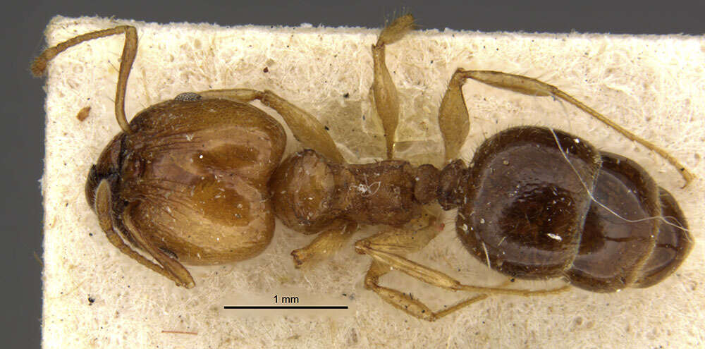 Image of Pheidole pubiventris Mayr 1887