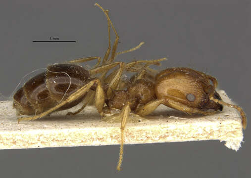 Image of Pheidole pubiventris Mayr 1887