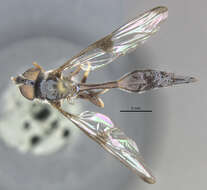 Image of Leucopodella bipunctipennis (Hull 1942)