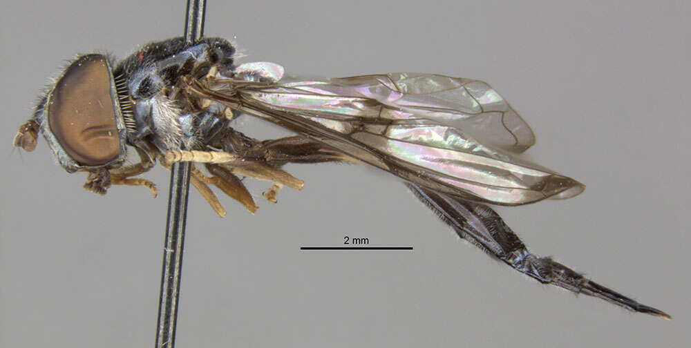 Image of Leucopodella bipunctipennis (Hull 1942)