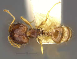 Image of Pheidole knowlesi Mann 1921