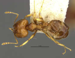 Image of Pheidole knowlesi Mann 1921