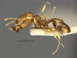 Image of Pheidole knowlesi Mann 1921