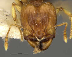 Image of Pheidole knowlesi Mann 1921