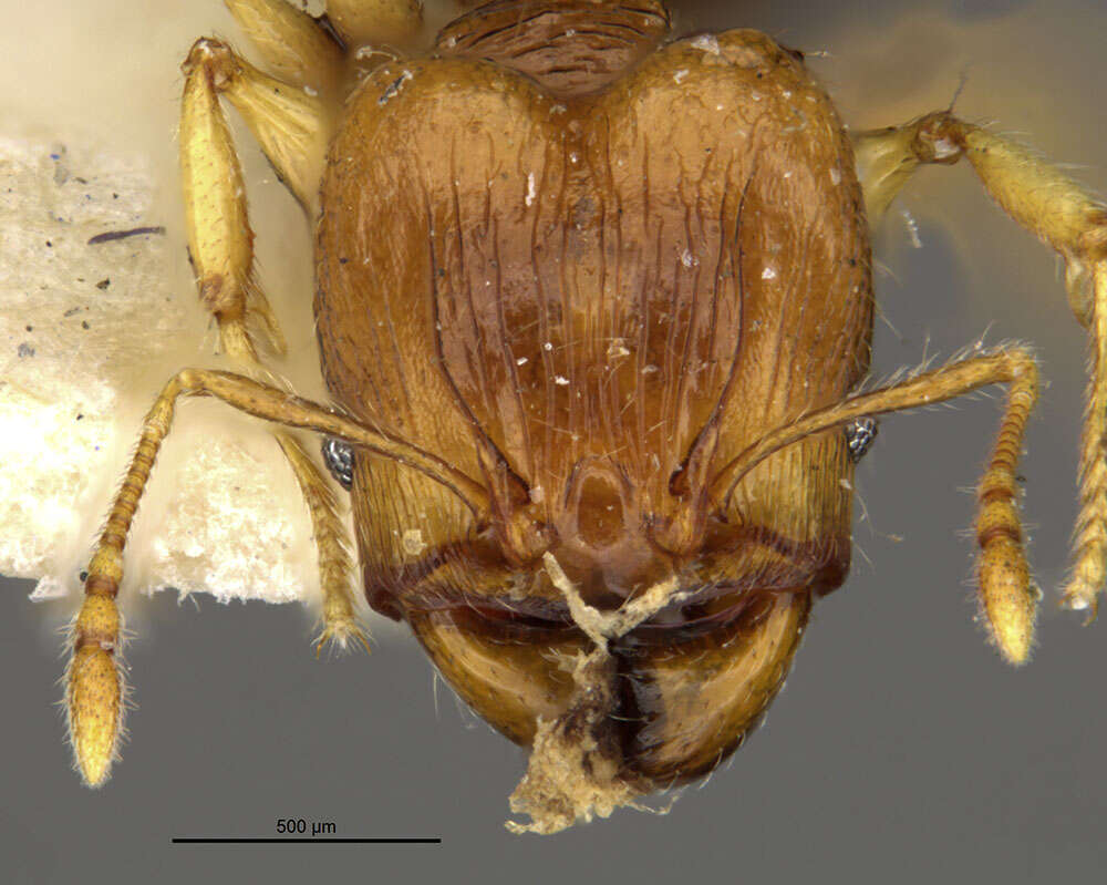 Image of Pheidole knowlesi Mann 1921