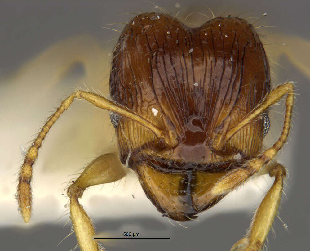 Image of Pheidole knowlesi Mann 1921