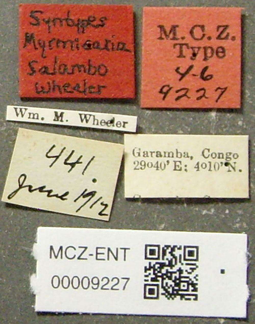 Image of Myrmicaria salambo Wheeler 1922