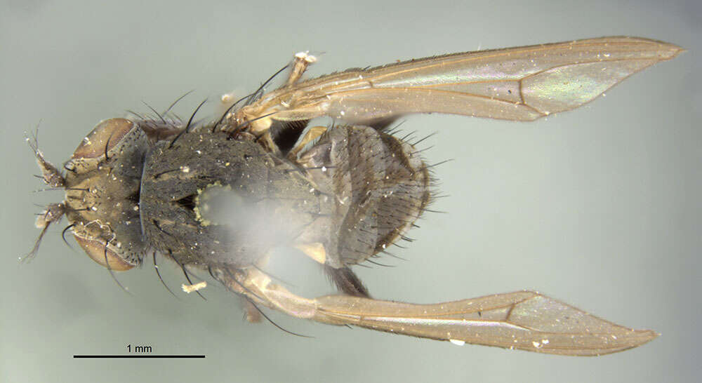 Image of Notiphila macrochaeta Loew 1878