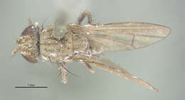 Image of Notiphila erythrocera Loew 1878
