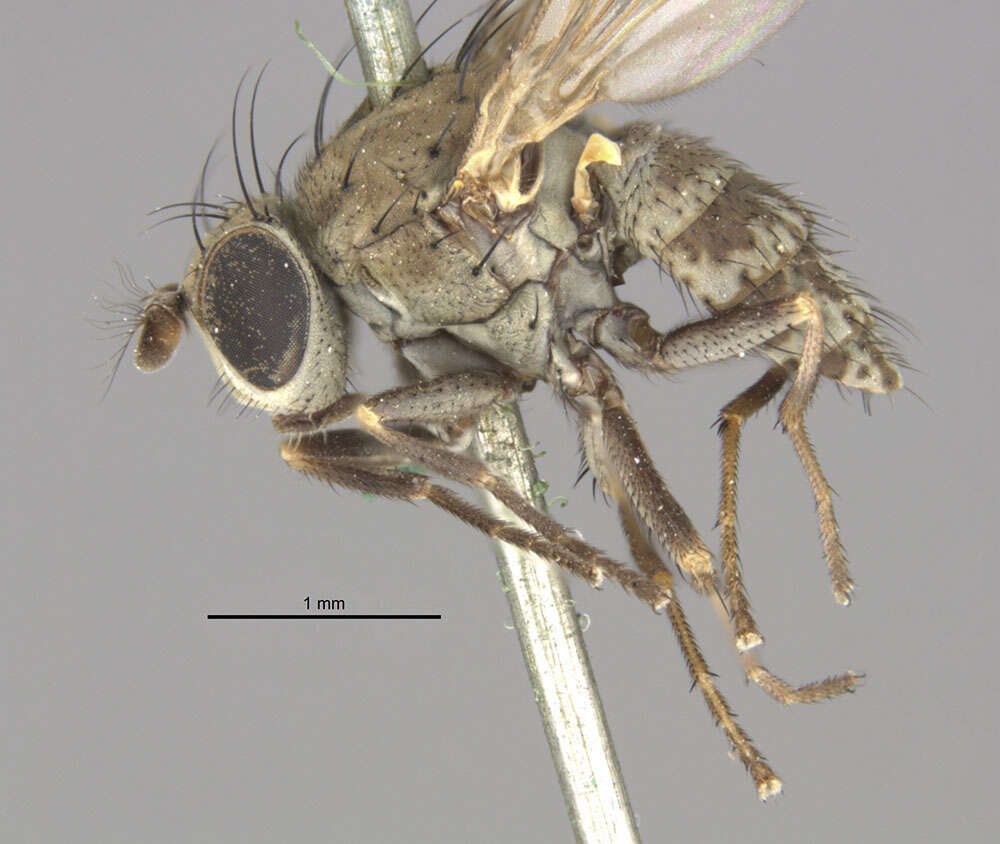 Image of Notiphila carinata Loew 1862