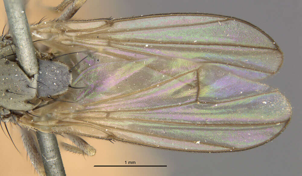 Image of Notiphila bella Loew 1862