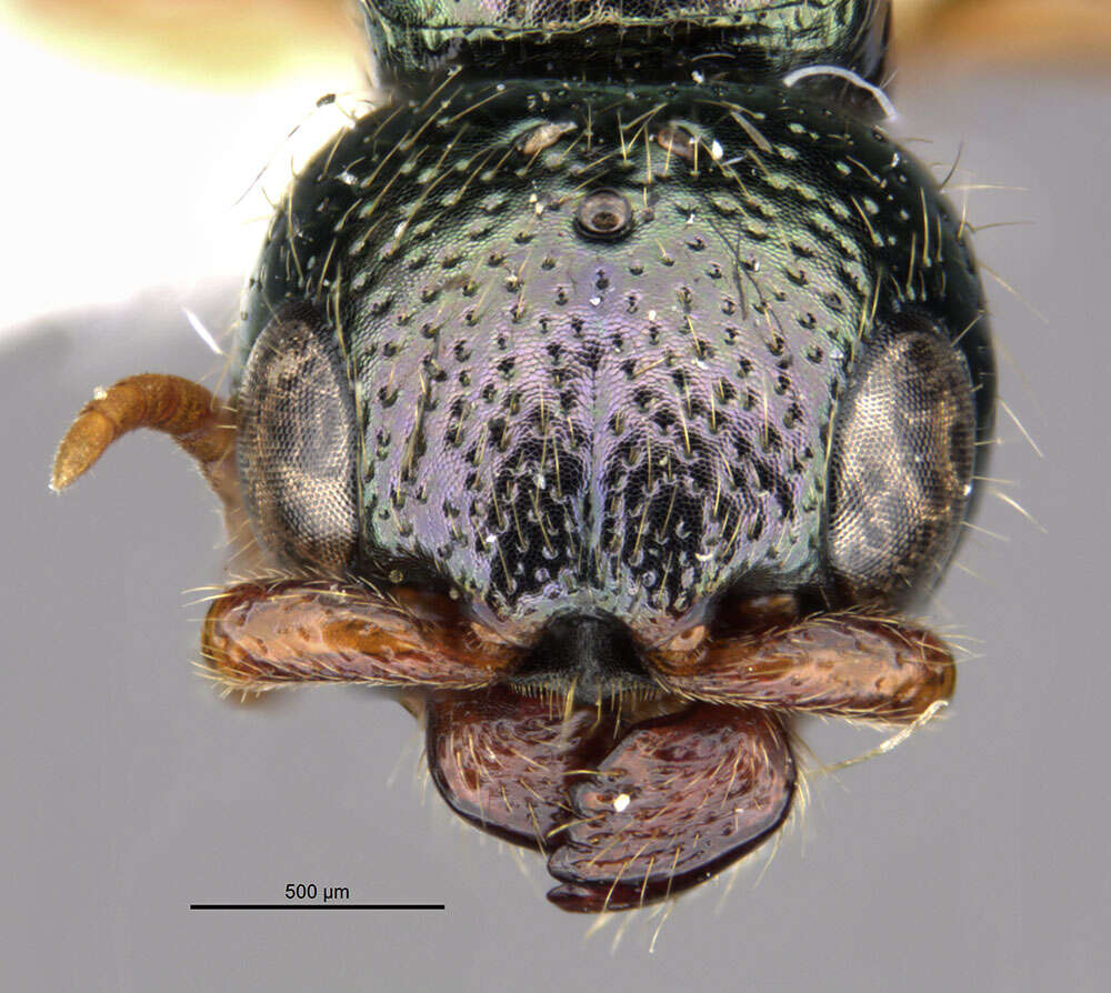 Image de <i>Anisepyris antiguensis</i> Evans 1966