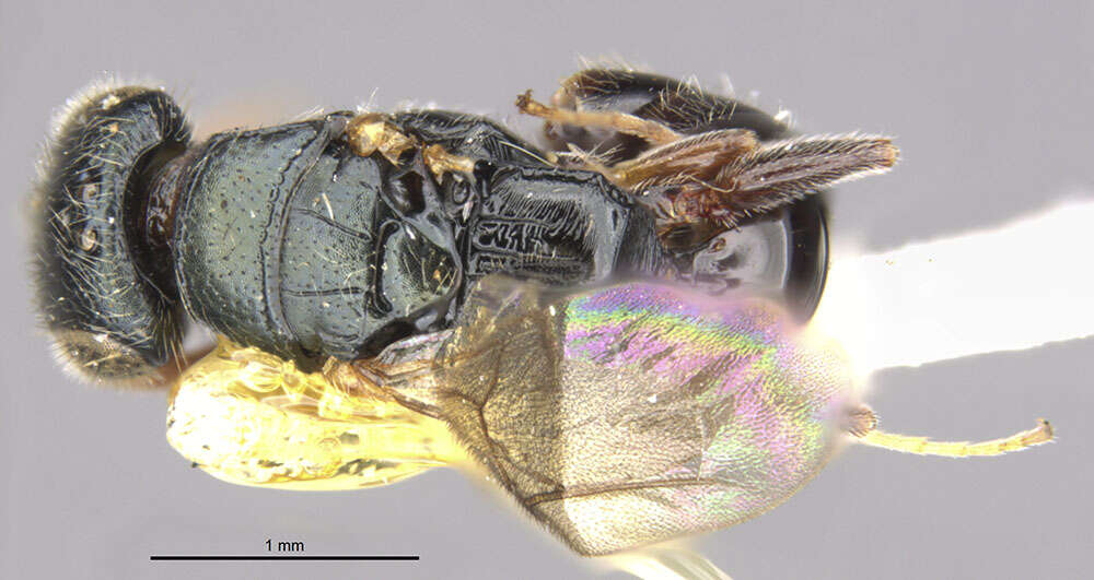 Image of <i>Anisepyris anduzei</i> Evans 1966