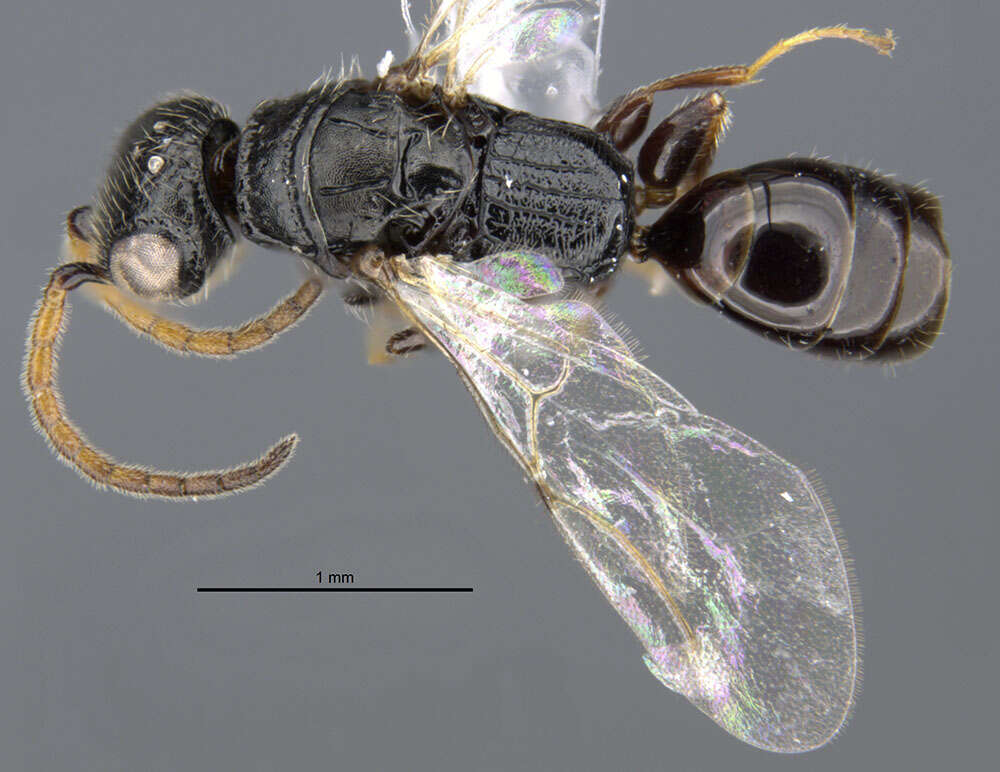 Image de <i>Anisepyris alienus</i> Evans 1966