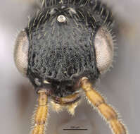 Image of <i>Anisepyris alienus</i> Evans 1966