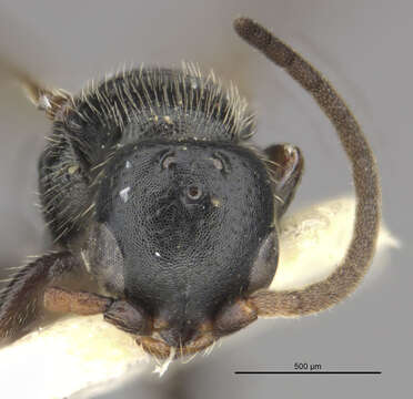 Image of <i>Epyris sepulchralis</i>