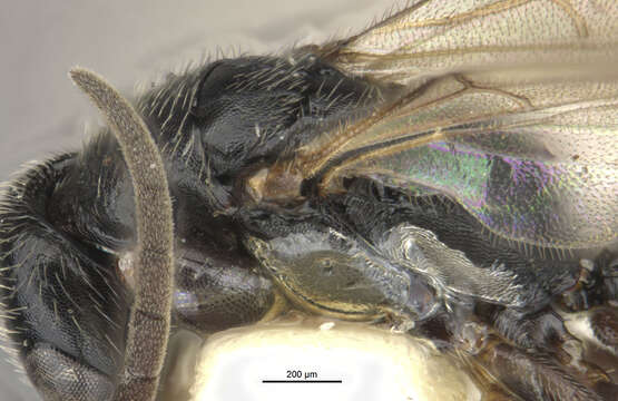 Image of <i>Epyris sepulchralis</i>