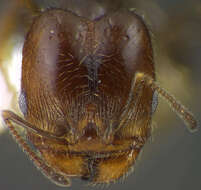 Image of <i>Pheidole macrops</i>