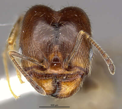 Image of <i>Pheidole macrops</i>