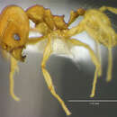 Image of <i>Pheidole metana</i>