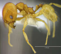 Image of <i>Pheidole metana</i>