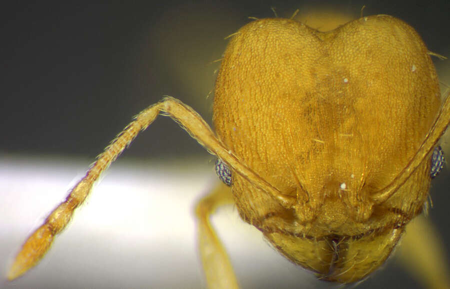 Image of <i>Pheidole metana</i>