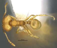 Image of <i>Pheidole metana</i>