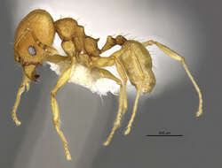 Image of <i>Pheidole metana</i>