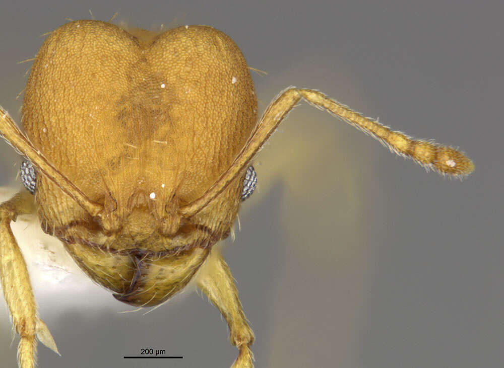 Image of <i>Pheidole metana</i>