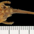Bunocephalus verrucosus (Walbaum 1792)的圖片