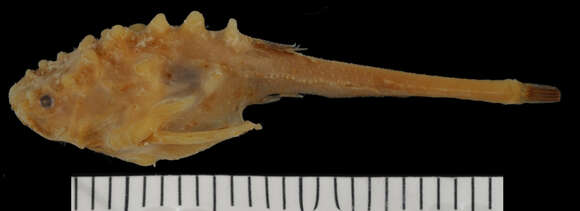 Image of Bark catfish