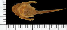 Image of Bark catfish