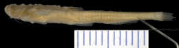 Sivun Pseudobunocephalus amazonicus (Mees 1989) kuva