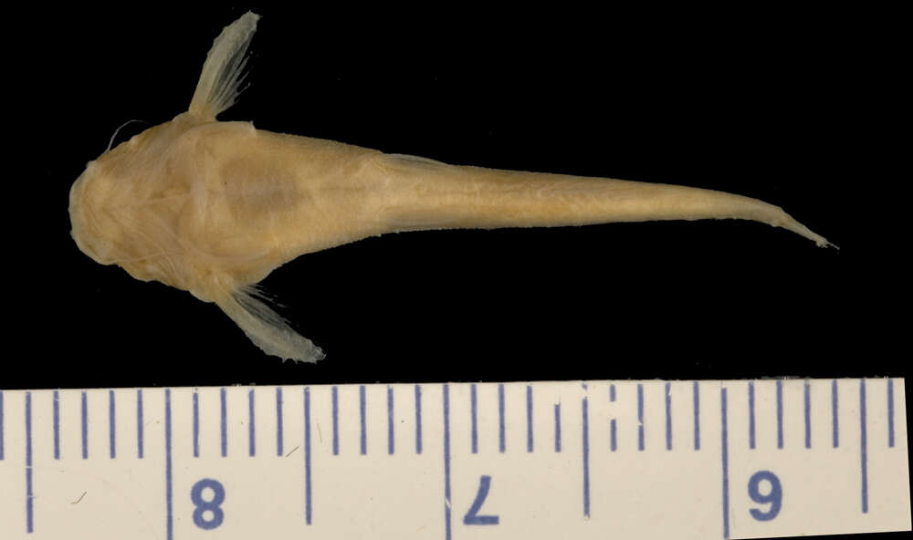 Image of Pseudobunocephalus amazonicus (Mees 1989)