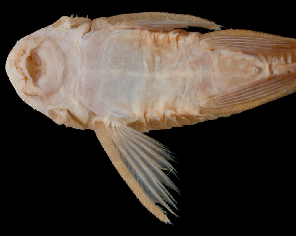 Image of Ancistrus dubius Eigenmann & Eigenmann 1889