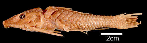 Image of Pseudorinelepis