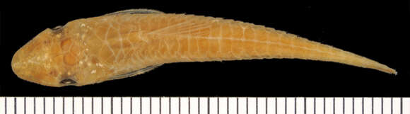 Image of Oxyropsis