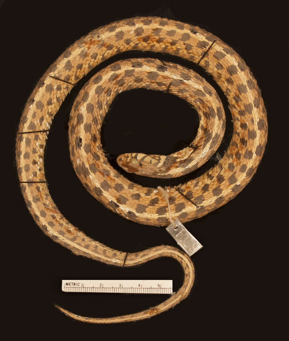 صورة Thamnophis marcianus marcianus (Baird & Girard 1853)