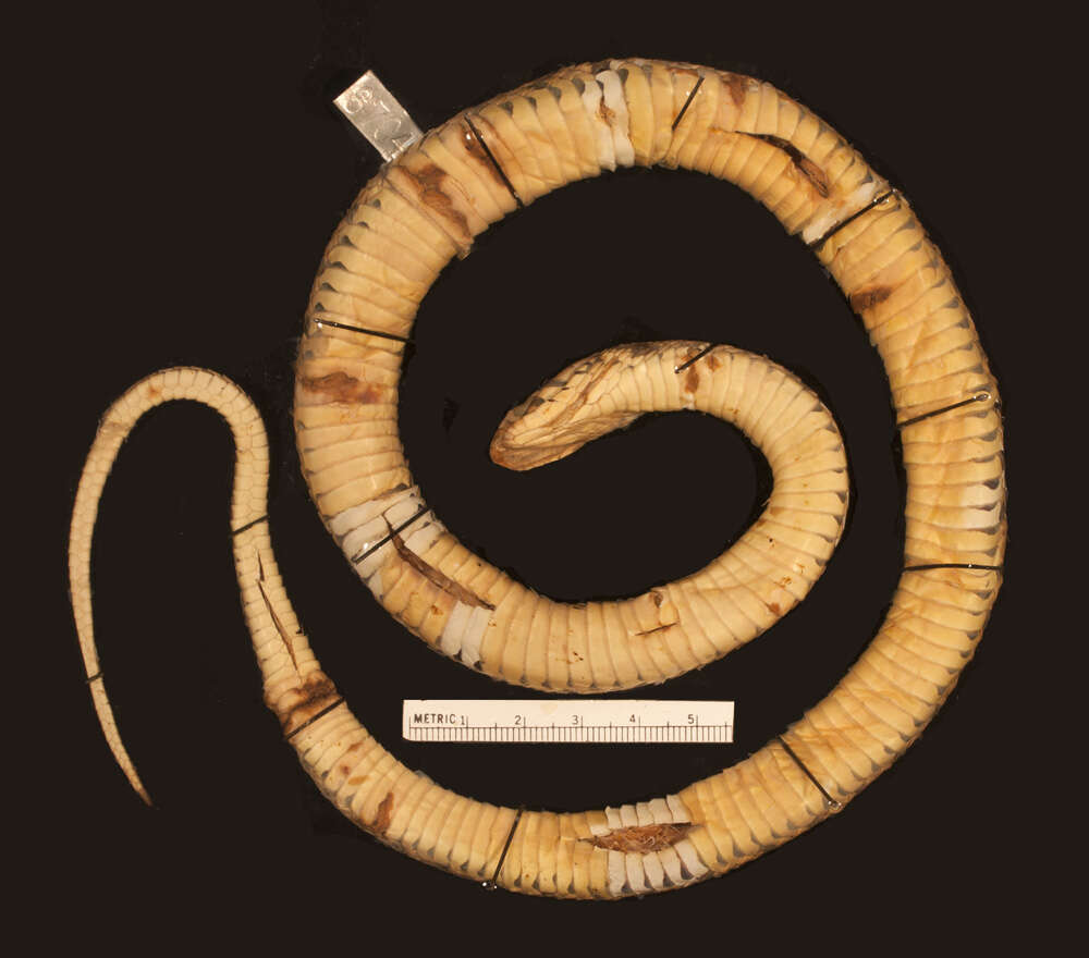 Image of Thamnophis marcianus marcianus (Baird & Girard 1853)